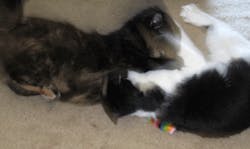 Ehstoday Com Sites Ehstoday com Files Uploads 2012 07 Cat Fight Ehstoday Com Sites Ehstoday com Files Uploads 2012 07 Cat Fight