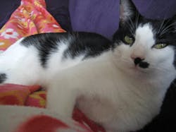 Ehstoday Com Sites Ehstoday com Files Uploads 2012 07 Cirrus Small Ehstoday Com Sites Ehstoday com Files Uploads 2012 07 Cirrus Small