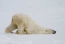 Ehstoday Com Sites Ehstoday com Files Uploads Polar Bear 0 Ehstoday Com Sites Ehstoday com Files Uploads Polar Bear 0