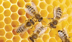 honey bees honey bees