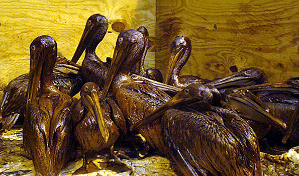 Pelicans covered in oil from the Deepwater Horizon spill arguably one of the greatest environmental disasters in history
