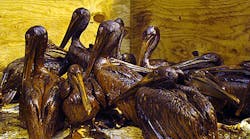 Pelicans covered in oil from the Deepwater Horizon spill, arguably one of the greatest environmental disasters in history.