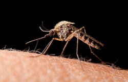 The first locally transmitted cases of Zika virus in the United States have been documented in Florida Employers in the southeast US are being warned to protect employees from mosquitoes The first locally transmitted cases of Zika virus in the United States have been documented in Florida Employers in the southeast US are being warned to protect employees from mosquitoes