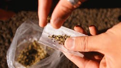 In the general US workforce the rate of amphetamine marijuana and heroin detection increased annually for the past five years in urine testing In the general US workforce the rate of amphetamine marijuana and heroin detection increased annually for the past five years in urine testing