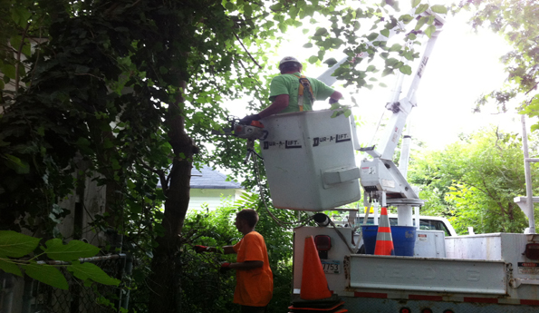 Tree trimmers need to be aware of the location of electrical wires when working in bucket trucks