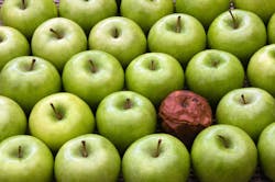 There appear to be several bad apples in the Pilgrim39s Pride stable of facilities There appear to be several bad apples in the Pilgrim39s Pride stable of facilities