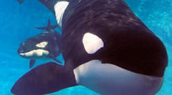Sea World has filed a complaint with the U.S. Department of Labor&rsquo;s Inspector General about the conduct of a compliance officer.