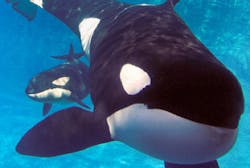 Blackfish and Sea World Blackfish and Sea World