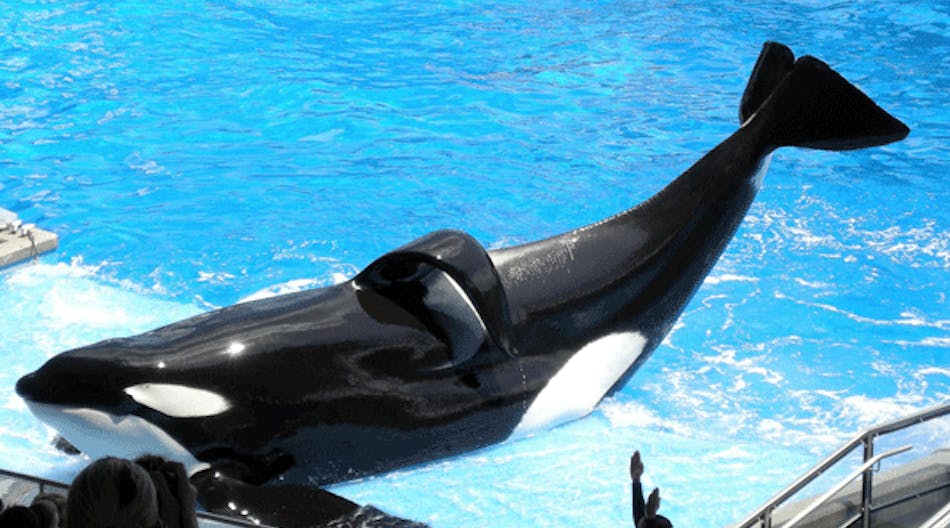 Tilikum, the male orca that killed trainer Dawn Brancheau in 2010, appears as &apos;Shamu&apos; at SeaWorld Orlando. (Photo by Milan Boers/Wikimedia Commons)