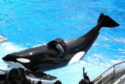 Tilikum the male orca that killed trainer Dawn Brancheau in 2010 appears as quotShamuquot at SeaWorld Orlando Photo by Milan BoersWikimedia Commons Tilikum the male orca that killed trainer Dawn Brancheau in 2010 appears as quotShamuquot at SeaWorld Orlando Photo by Milan BoersWikimedia Commons