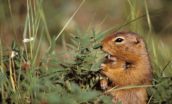 Employees at Gilbert Orchards were given the pesticide Fumitoxin to use on gophers but were not given appropriate respirators or proper training in the use of the toxic substance