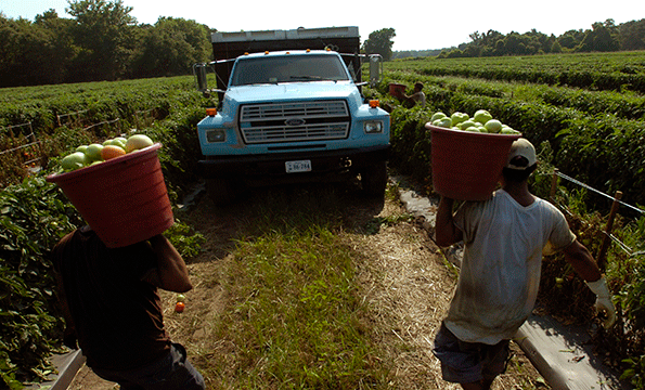 A UCLA study focused on mixtures of three fumigants ndash chloropicrin Telone and metam salts ndash that frequently are used on highvalue crops such as strawberries tomatoes tree nuts and stone fruits The report demonstrates that the pesticides ndash known carcinogens and respiratory irritants ndash may interact to increase damage to cells which could then increase the risk of cancer