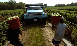 A UCLA study focused on mixtures of three fumigants ndash chloropicrin Telone and metam salts ndash that frequently are used on highvalue crops such as strawberries tomatoes tree nuts and stone fruits The report demonstrates that the pesticides ndash known carcinogens and respiratory irritants ndash may interact to increase damage to cells which could then increase the risk of cancer A UCLA study focused on mixtures of three fumigants ndash chloropicrin Telone and metam salts ndash that frequently are used on highvalue crops such as strawberries tomatoes tree nuts and stone fruits The report demonstrates that the pesticides ndash known carcinogens and respiratory irritants ndash may interact to increase damage to cells which could then increase the risk of cancer