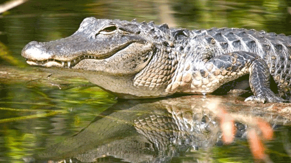 alligator