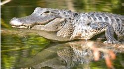 Ehstoday 3638 Alligator