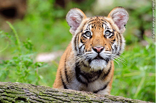 Should risk managers at the Bronx Zoo have planned for a visitor to jump into the tiger enclosure