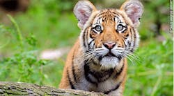 Should risk managers at the Bronx Zoo have planned for a visitor to jump into the tiger enclosure?