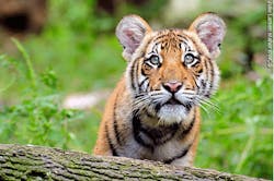 Should risk managers at the Bronx Zoo have planned for a visitor to jump into the tiger enclosure Should risk managers at the Bronx Zoo have planned for a visitor to jump into the tiger enclosure