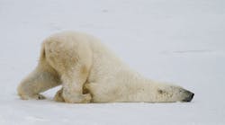 Ehstoday 3815 Polar Bear Ehstoday 3815 Polar Bear