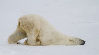 Ehstoday 3815 Polar Bear