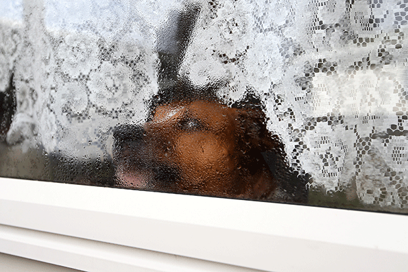 The scanners that letter carriers use to confirm a customerrsquos delivery include a feature for carriers to indicate the presence of a dog at an individual address