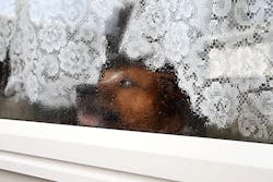 The scanners that letter carriers use to confirm a customerrsquos delivery include a feature for carriers to indicate the presence of a dog at an individual address The scanners that letter carriers use to confirm a customerrsquos delivery include a feature for carriers to indicate the presence of a dog at an individual address