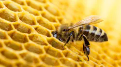 bee