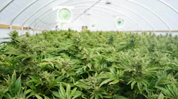 cannabis