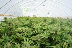 cannabis cannabis