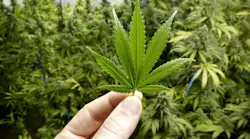 marijuana