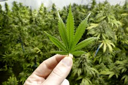 marijuana marijuana