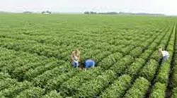 Monsanto Earnings Jump on Corn Seed Pesticide Sales
