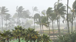 hurricane-trees.jpg