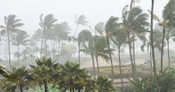 hurricane-trees.jpg hurricane-trees.jpg