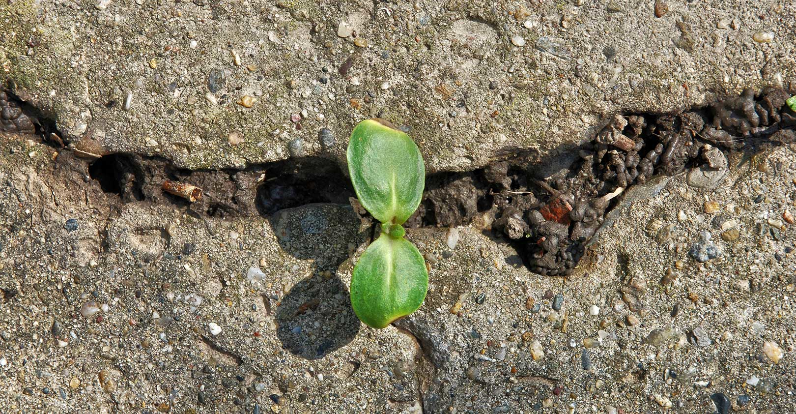 resilient-leaf-growing-through-rocks.jpg