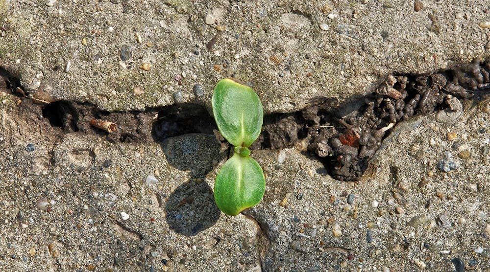 Ehstoday 10700 Resilient Leaf Growing Through Rocks