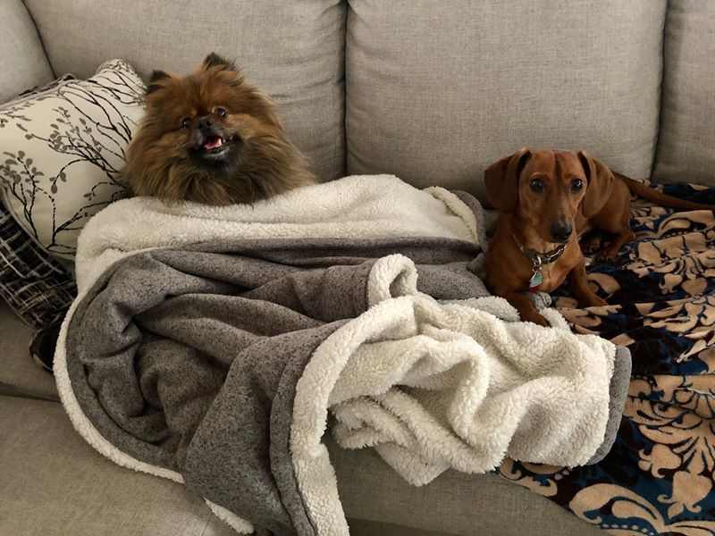 Napoleon (left) and Pickles (right) are Stefanie's coworkers.