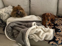 Napoleon (left) and Pickles (right) are Stefanie's coworkers. Napoleon (left) and Pickles (right) are Stefanie's coworkers.