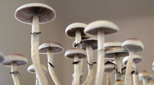mushroom