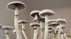 Magic Mushrooms Psylocybin
