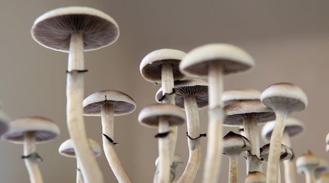 First Cannabis, Are Magic Mushrooms Next? | EHS Today