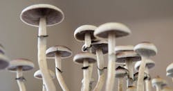 Magic Mushrooms Psylocybin 62ec81741e1a1 Magic Mushrooms Psylocybin 62ec81741e1a1