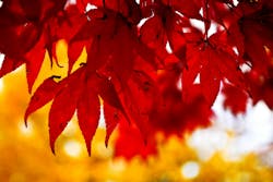 671bcc8960651adb8cd25bc7 Dreamstime L 6066845 671bcc8960651adb8cd25bc7 Dreamstime L 6066845