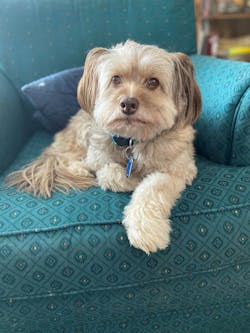 Cocoa is thought to be a 14-year-old Havanese. She is a rescue and truly one-of-a-kind. Cocoa is thought to be a 14-year-old Havanese. She is a rescue and truly one-of-a-kind.