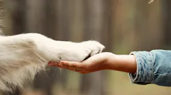 human hand and dog paw intertwined human hand and dog paw intertwined