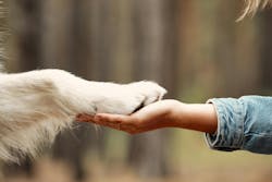 human hand and dog paw intertwined human hand and dog paw intertwined