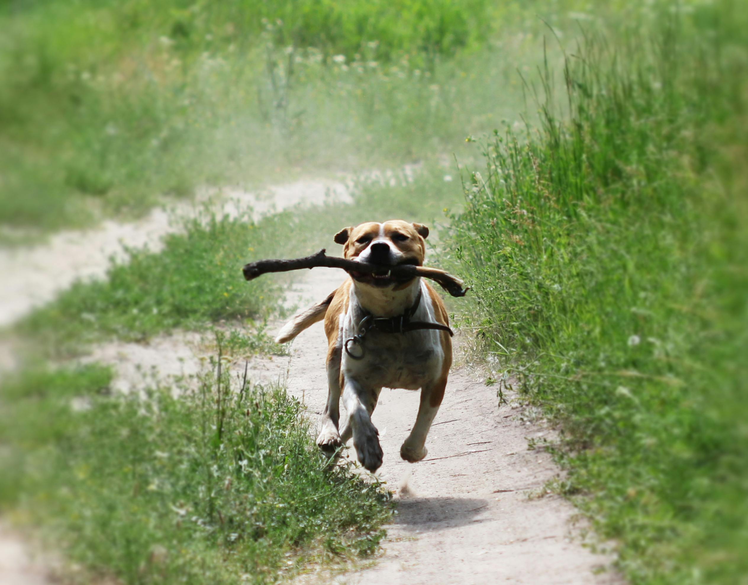 pit bull running with a stick in a field