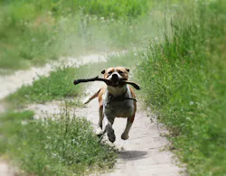 pit bull running with a stick in a field pit bull running with a stick in a field