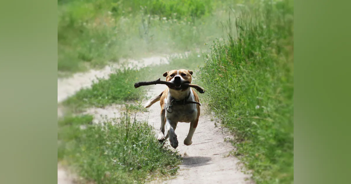 How Dogs Teach us to be Better Humans